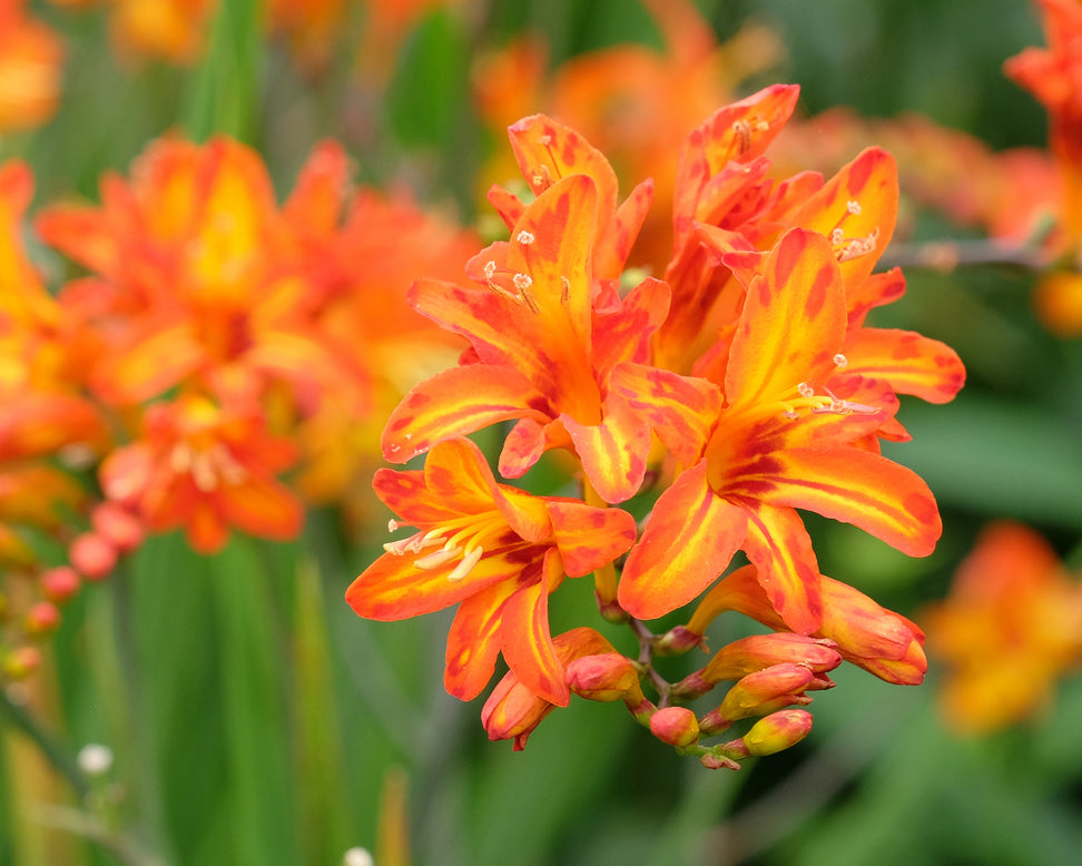 Crocosmia 'Firestarter'