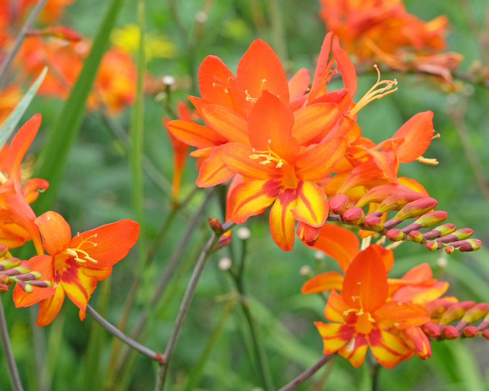 Crocosmia 'Firestarter'