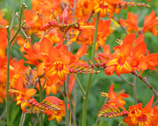 Crocosmia 'Firestarter' Crocosmia 'Firestarter'