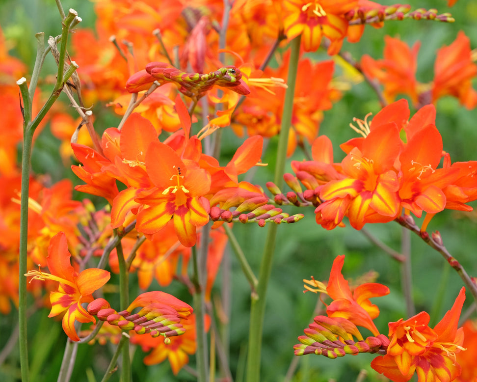 Crocosmia 'Firestarter'