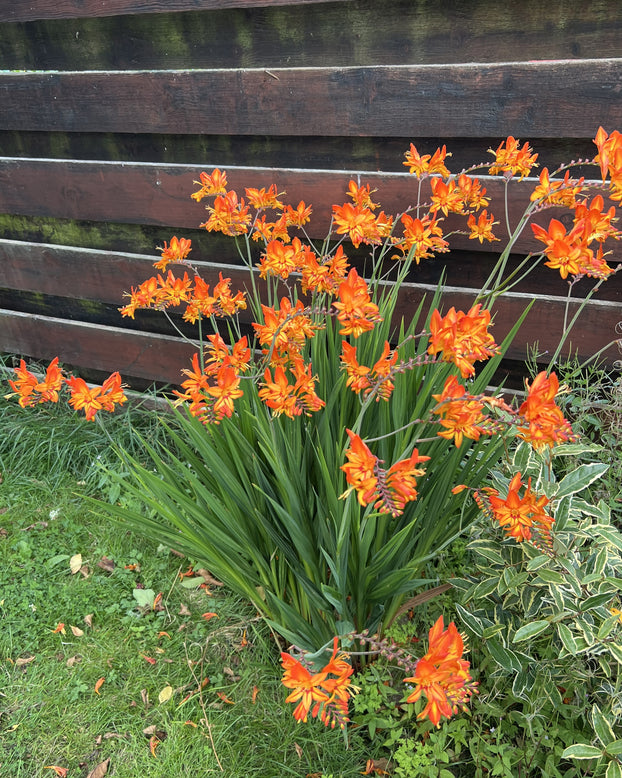 Crocosmia 'Firestarter'