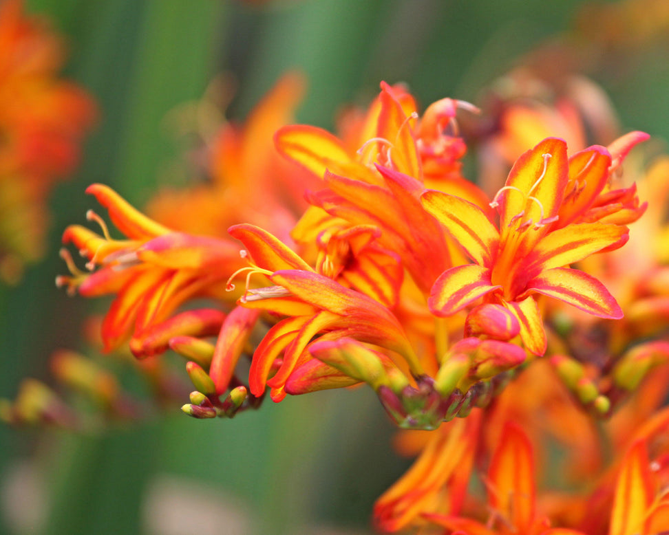 Crocosmia 'Firestarter'