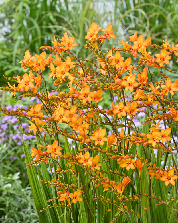 Crocosmia 'Fountain'