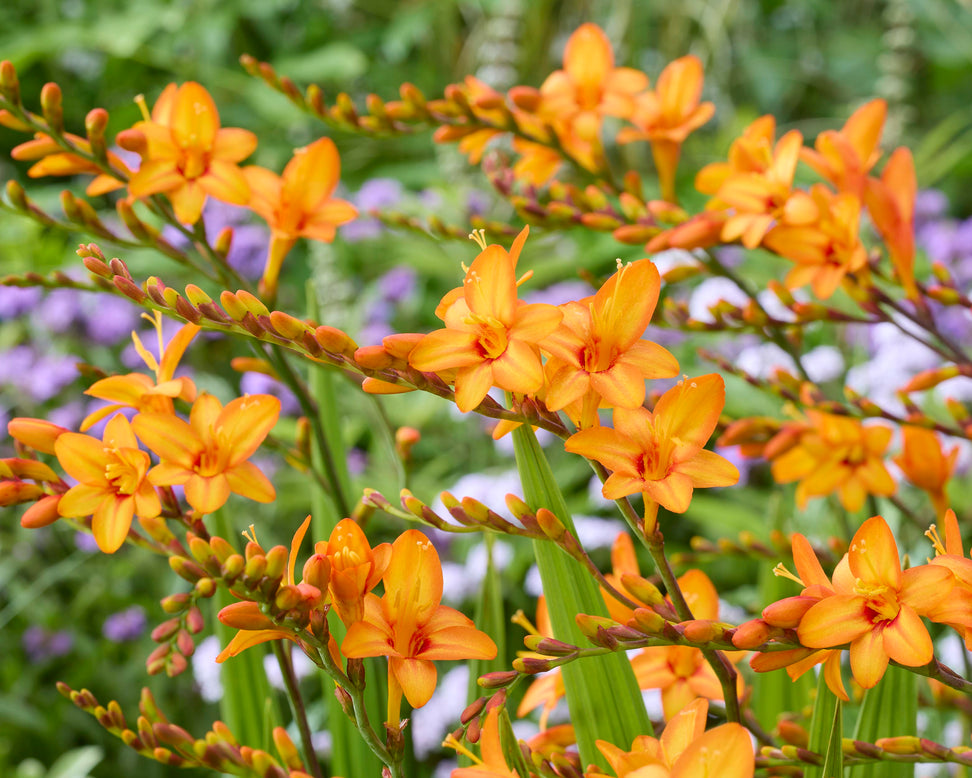 Crocosmia 'Fountain'