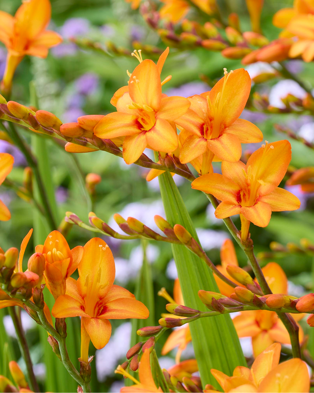 Crocosmia 'Fountain'