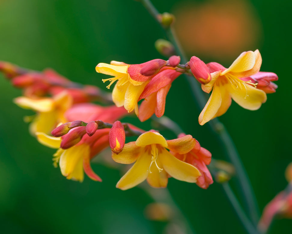 Crocosmia 'Harlequin'