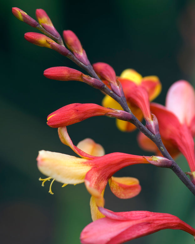 Crocosmia 'Harlequin'