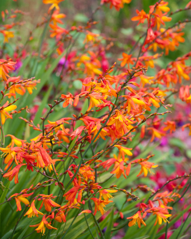 Crocosmia 'Harlequin'