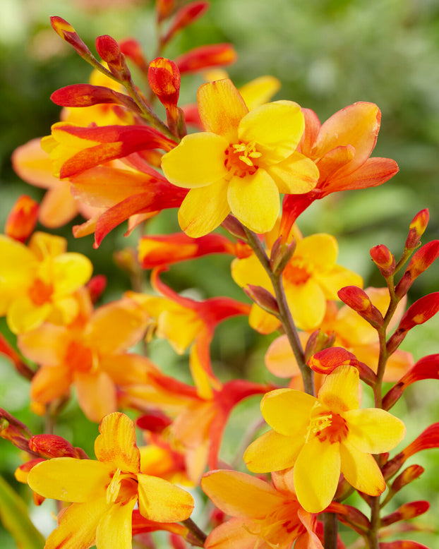 Crocosmia 'Harlequin'
