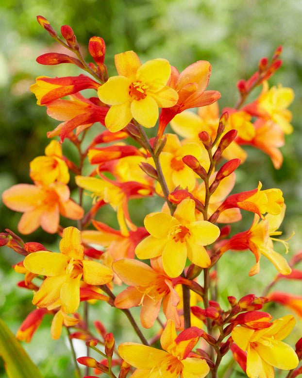 Crocosmia 'Harlequin'