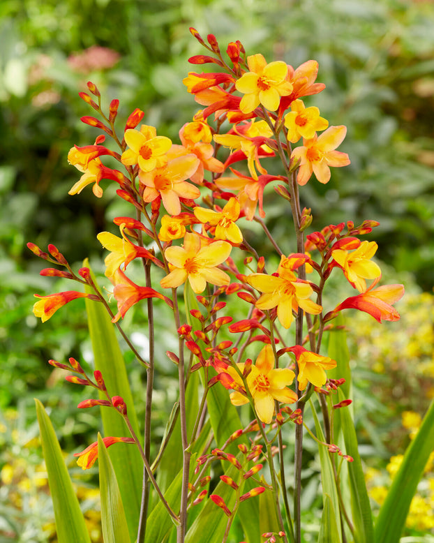 Crocosmia 'Harlequin'