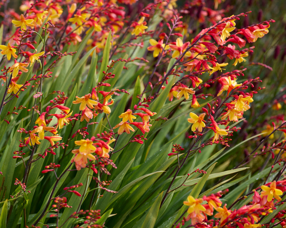 Crocosmia 'Harlequin'