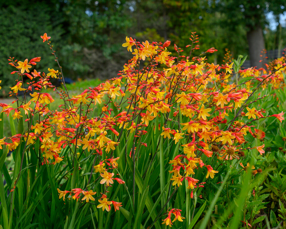 Crocosmia 'Harlequin'