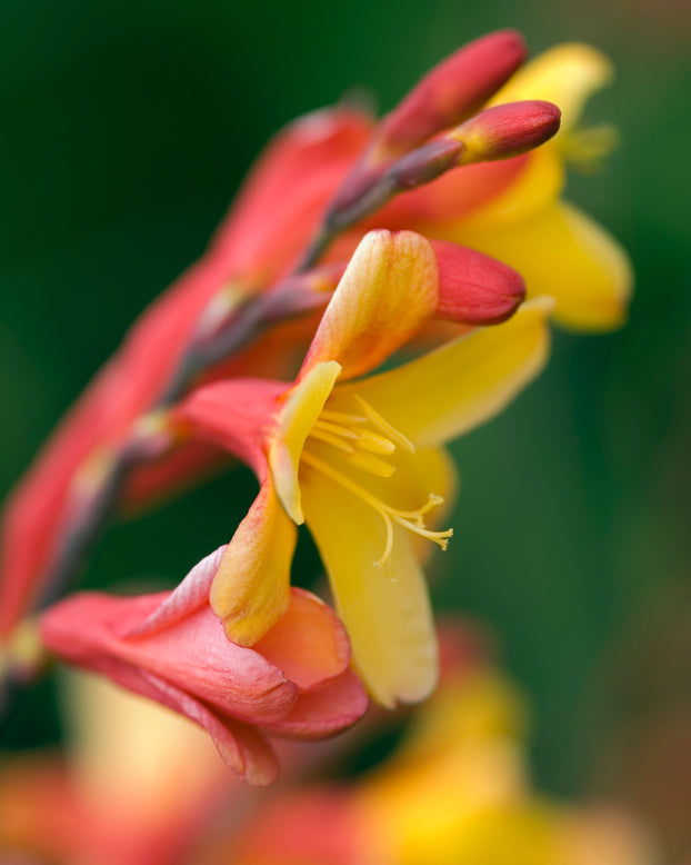 Crocosmia 'Harlequin'