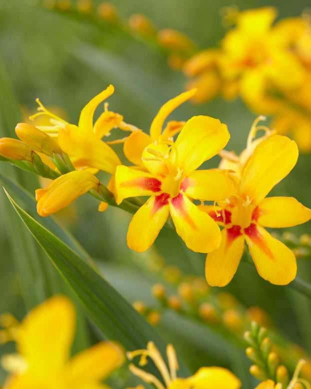 Crocosmia 'Hot Spot'