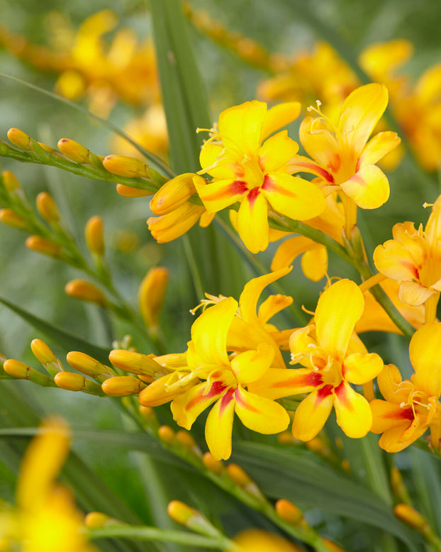 Crocosmia 'Hot Spot'