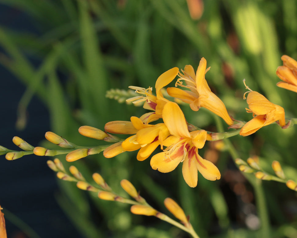 Crocosmia 'Hot Spot'