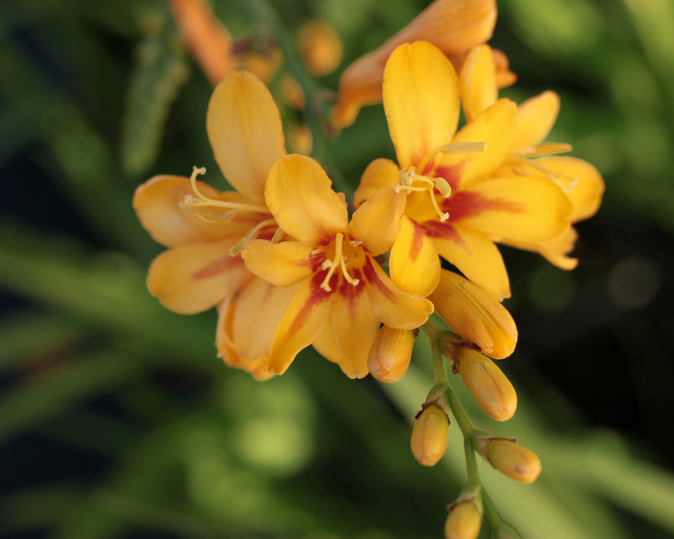 Crocosmia 'Hot Spot'