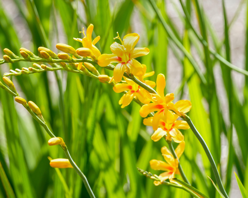 Crocosmia 'Hot Spot'
