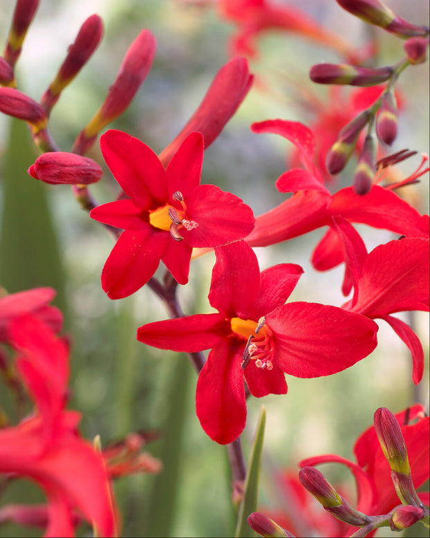 Crocosmia 'Lucifer'
