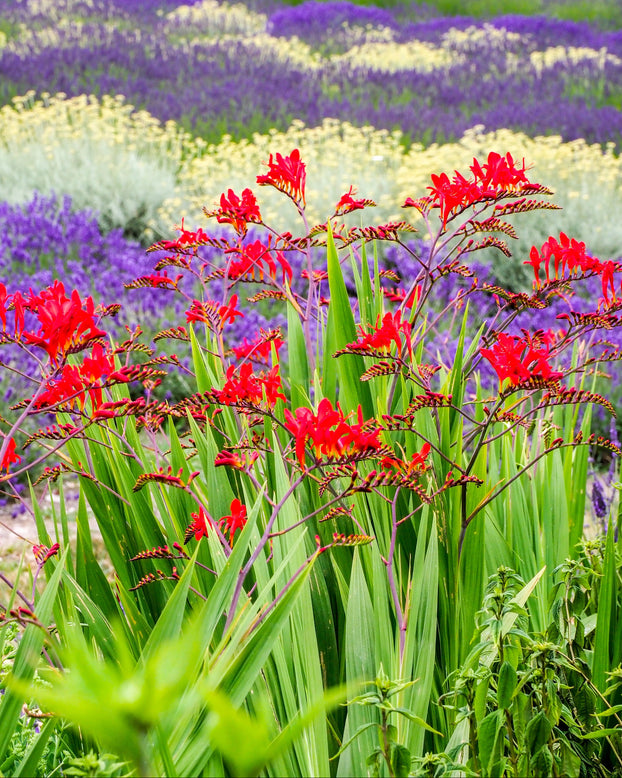 Crocosmia 'Lucifer'