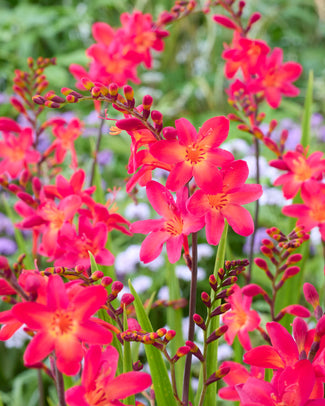 Crocosmia 'Pink Wonder' Crocosmia 'Pink Wonder'