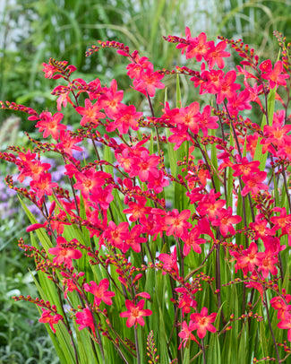Crocosmia 'Pink Wonder' Crocosmia 'Pink Wonder'