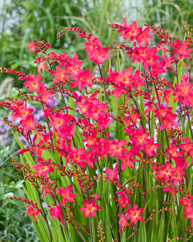 Crocosmia 'Pink Wonder'