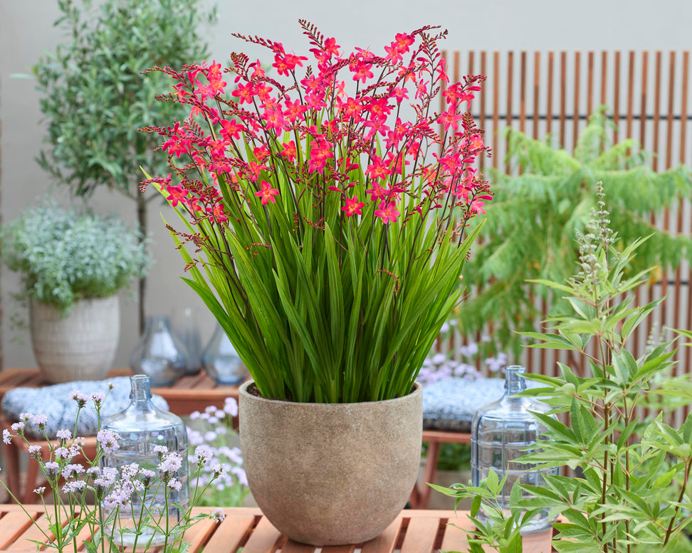 Crocosmia 'Pink Wonder'