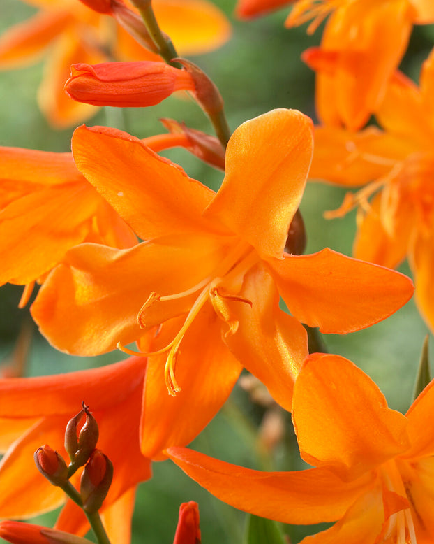 Crocosmia 'Star of the East'