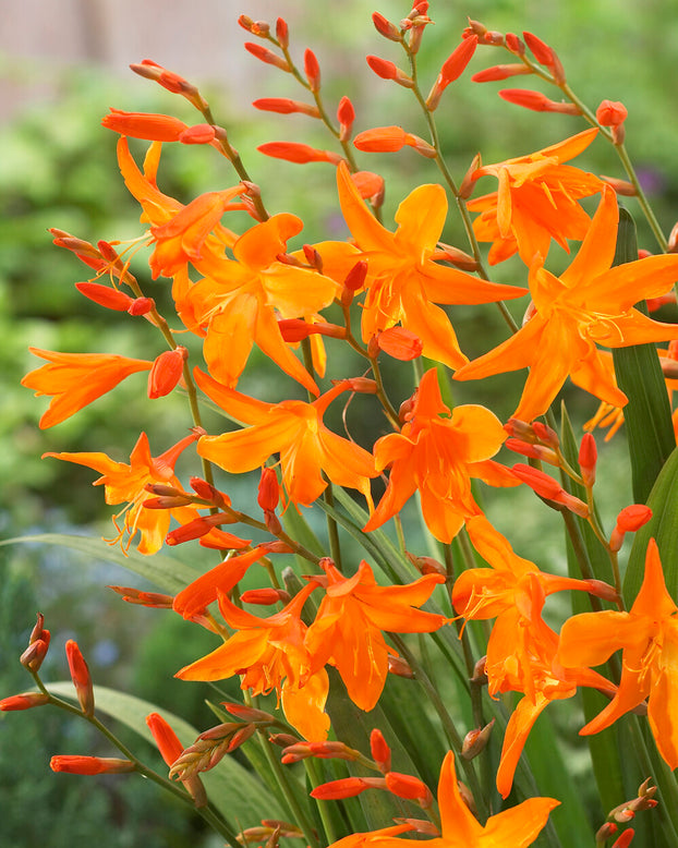Crocosmia 'Star of the East'