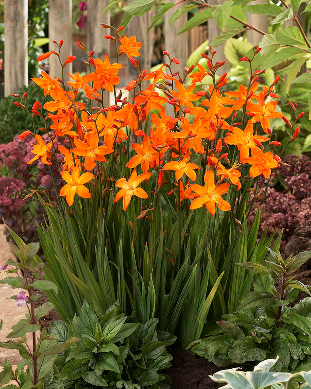 Crocosmia 'Star of the East'