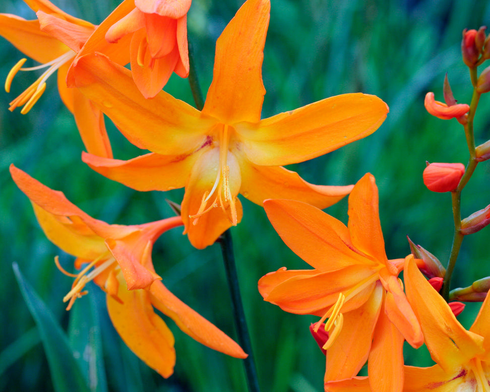Crocosmia 'Star of the East'
