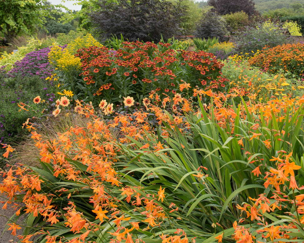Crocosmia 'Star of the East'