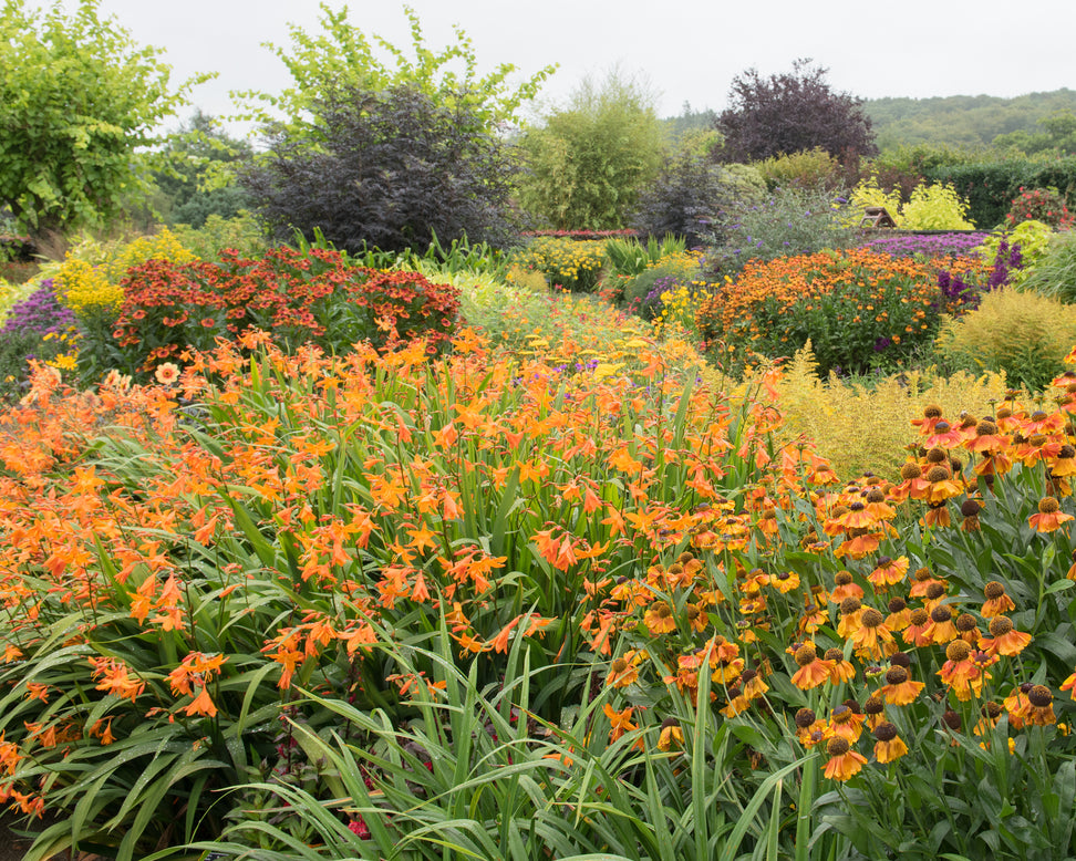 Crocosmia 'Star of the East'
