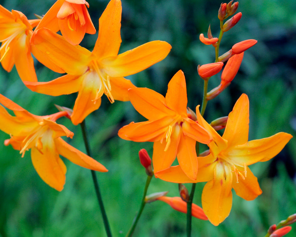 Crocosmia 'Star of the East'