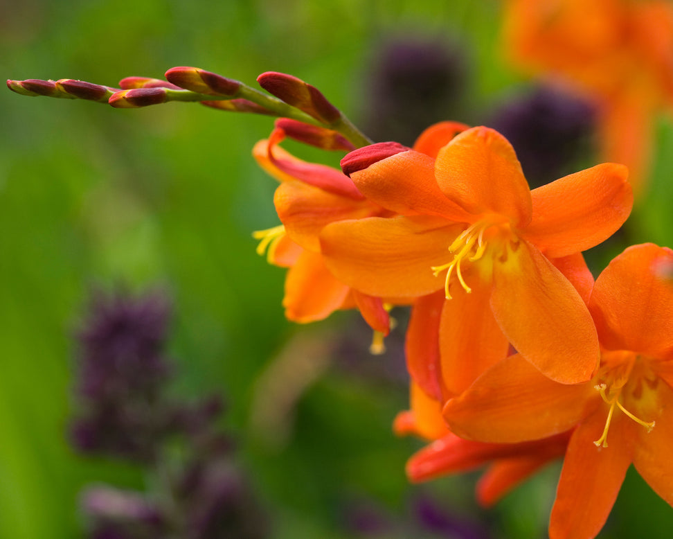 Crocosmia 'Star of the East'