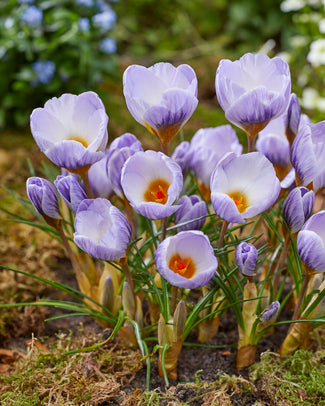 Crocus 'Blue Marlin' Crocus 'Blue Marlin'