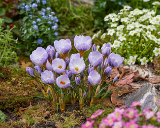 Crocus 'Blue Marlin' Crocus 'Blue Marlin'