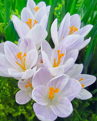 Crocus 'Candle Light' Crocus 'Candle Light'