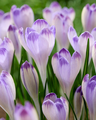 Crocus 'Harry Hay' Crocus 'Harry Hay'