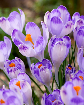 Crocus 'Harry Hay' Crocus 'Harry Hay'