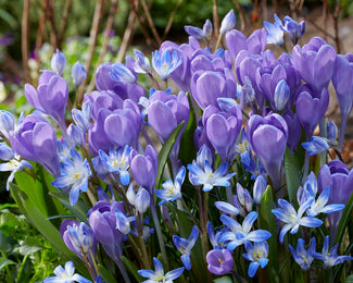 Crocus 'Hummingbird' Crocus 'Hummingbird'