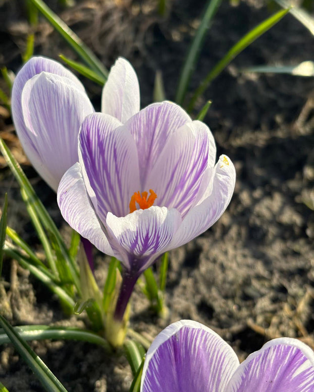 Crocus 'Imperial Purple'