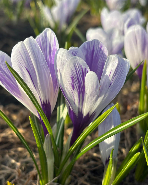 Crocus 'Imperial Purple'