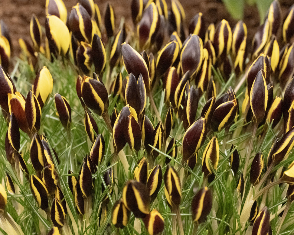 Crocus 'Queen Bee'