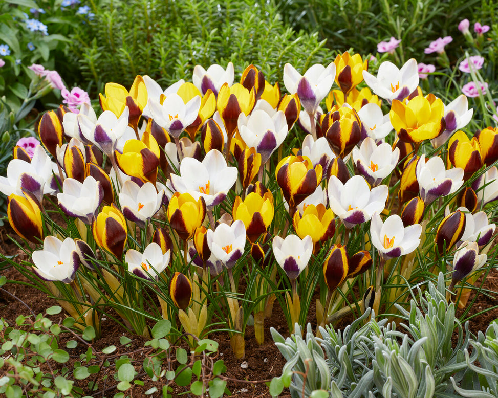 Crocus 'Queen Bee'