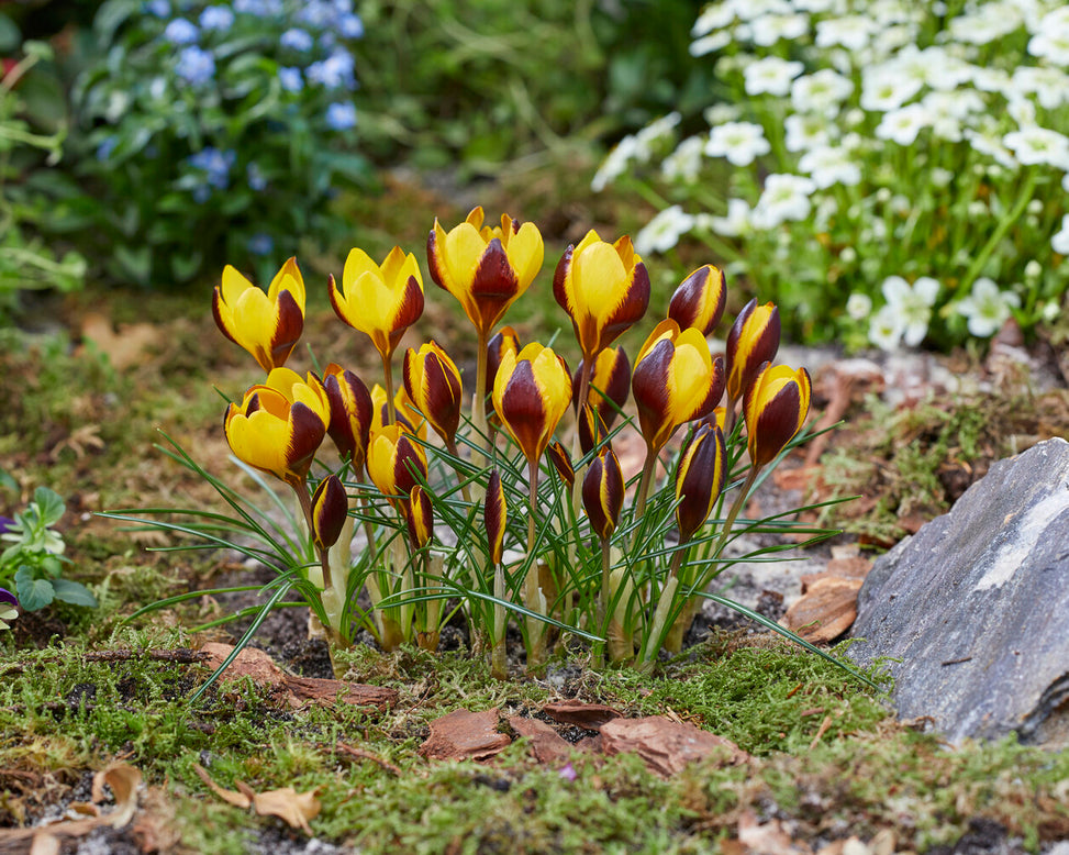 Crocus 'Queen Bee'
