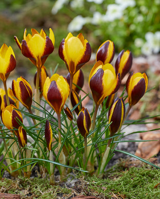 Crocus 'Queen Bee' Crocus 'Queen Bee'