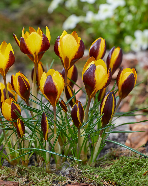 Crocus 'Queen Bee'